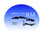 Logo Sprint-car Di Malobabic Rade